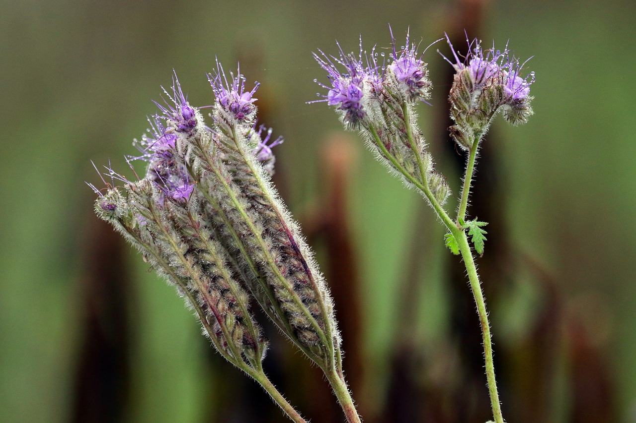The Importance of Crop Rotation in Sustainable Farming